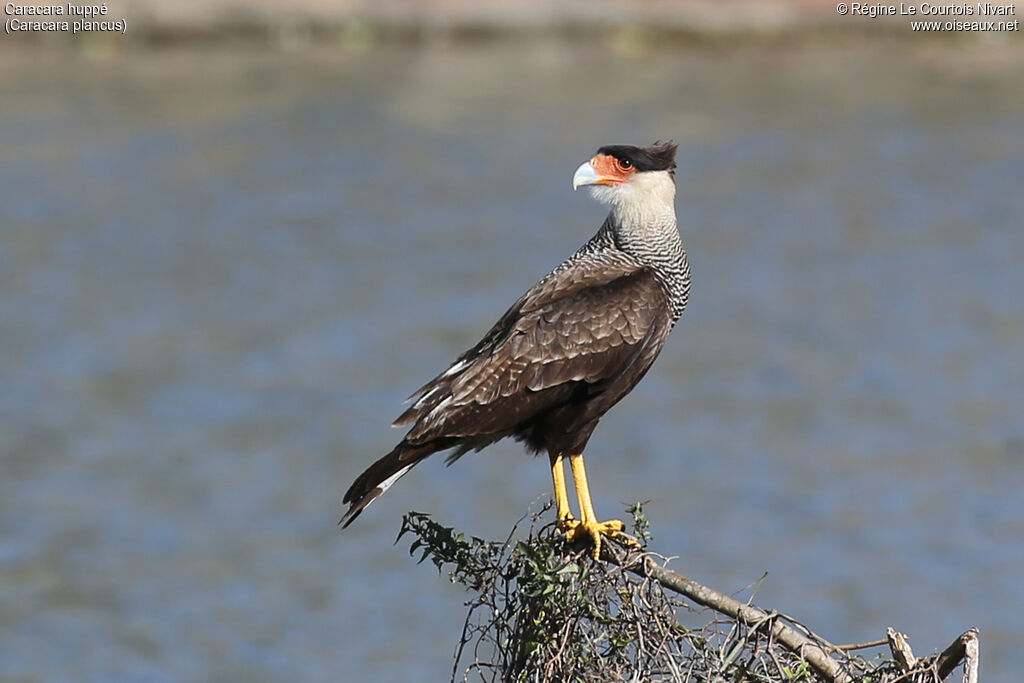 Crested Caracara