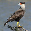 Caracara huppé