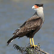 Caracara huppé