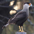 Caracara huppé