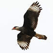 Caracara huppé