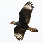 Caracara huppé