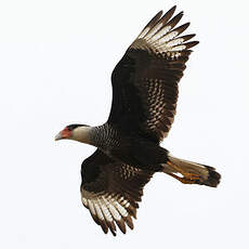 Caracara huppé