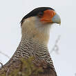 Caracara huppé
