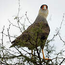 Caracara huppé