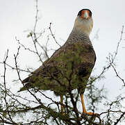 Caracara huppé