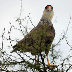 Caracara huppé