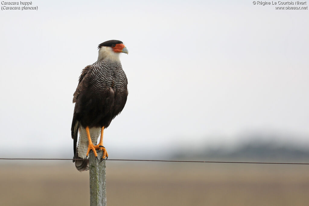 Caracara huppé