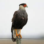 Caracara huppé