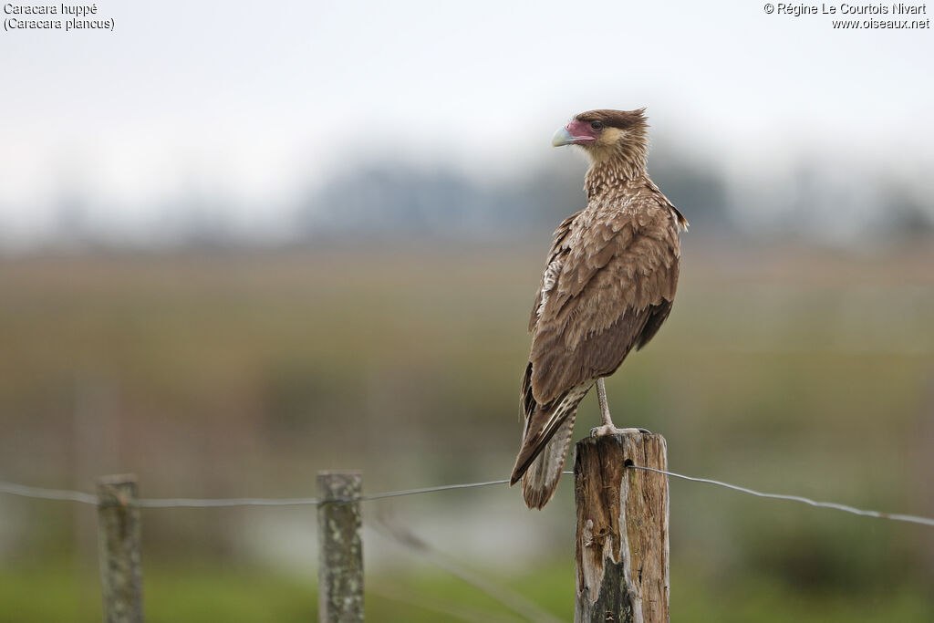 Caracara huppé