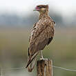 Caracara huppé