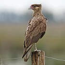 Caracara huppé