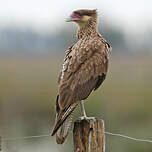 Caracara huppé