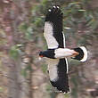 Caracara montagnard