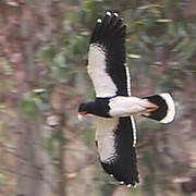 Mountain Caracara