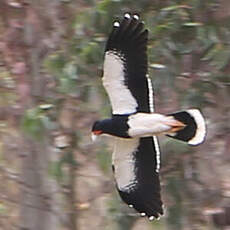 Caracara montagnard