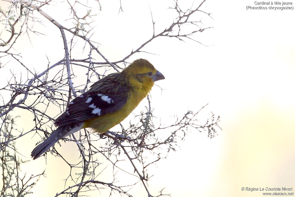 Golden Grosbeak