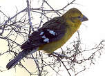 Cardinal à tête jaune