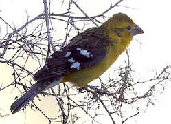 Golden Grosbeak