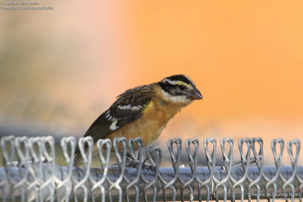 Black-headed Grosbeak male immature, identification