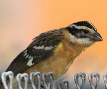 Black-headed Grosbeak