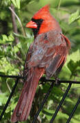 Cardinal rouge