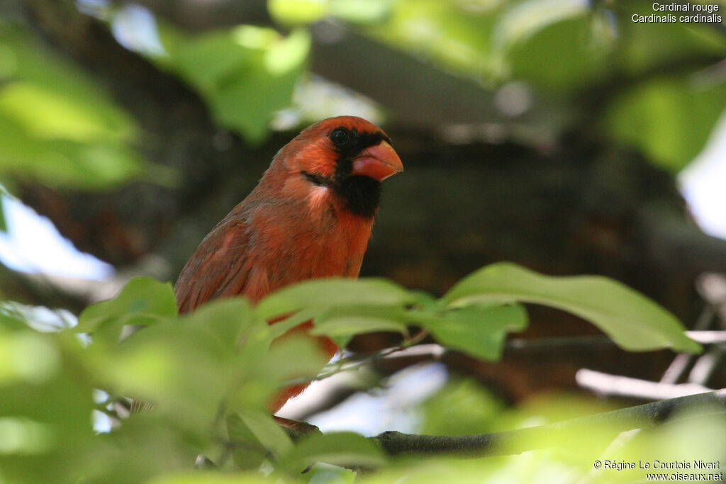 Cardinal rouge mâle