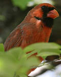 Cardinal rouge