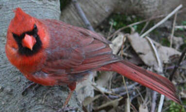 Cardinal rouge