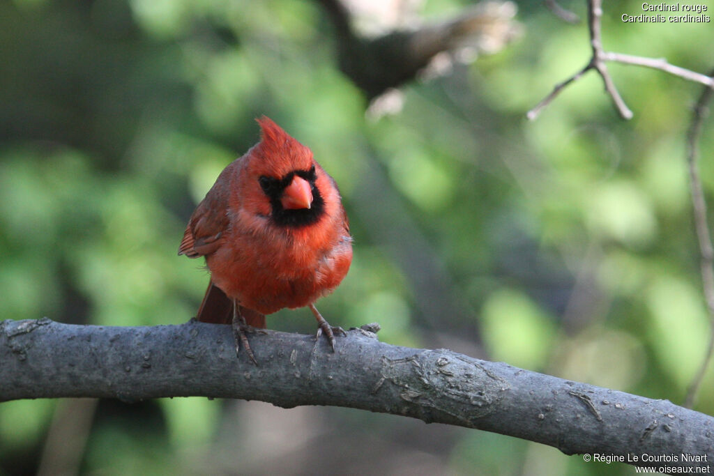 Cardinal rouge mâle