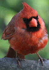 Cardinal rouge