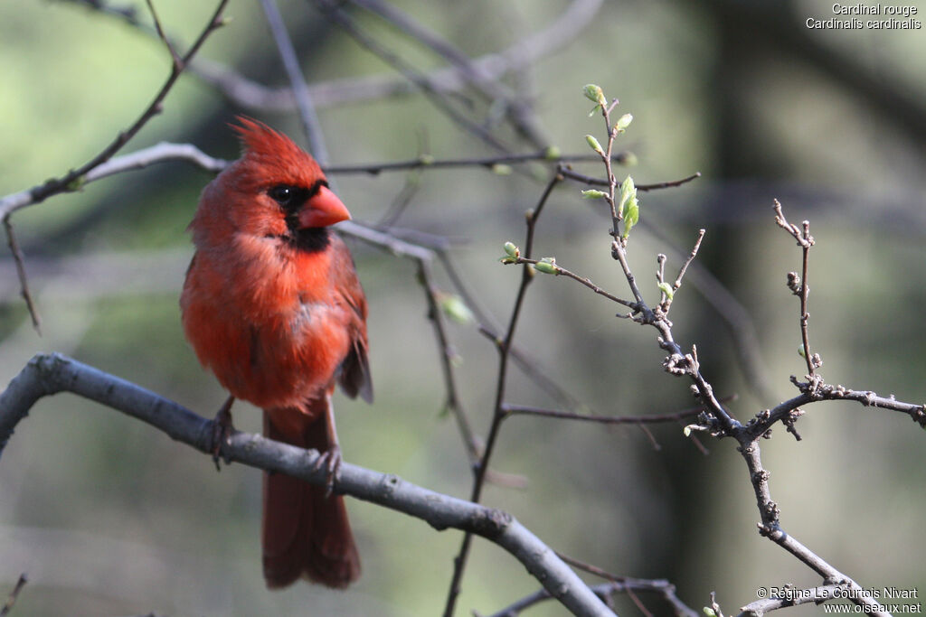 Cardinal rouge mâle