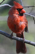 Cardinal rouge