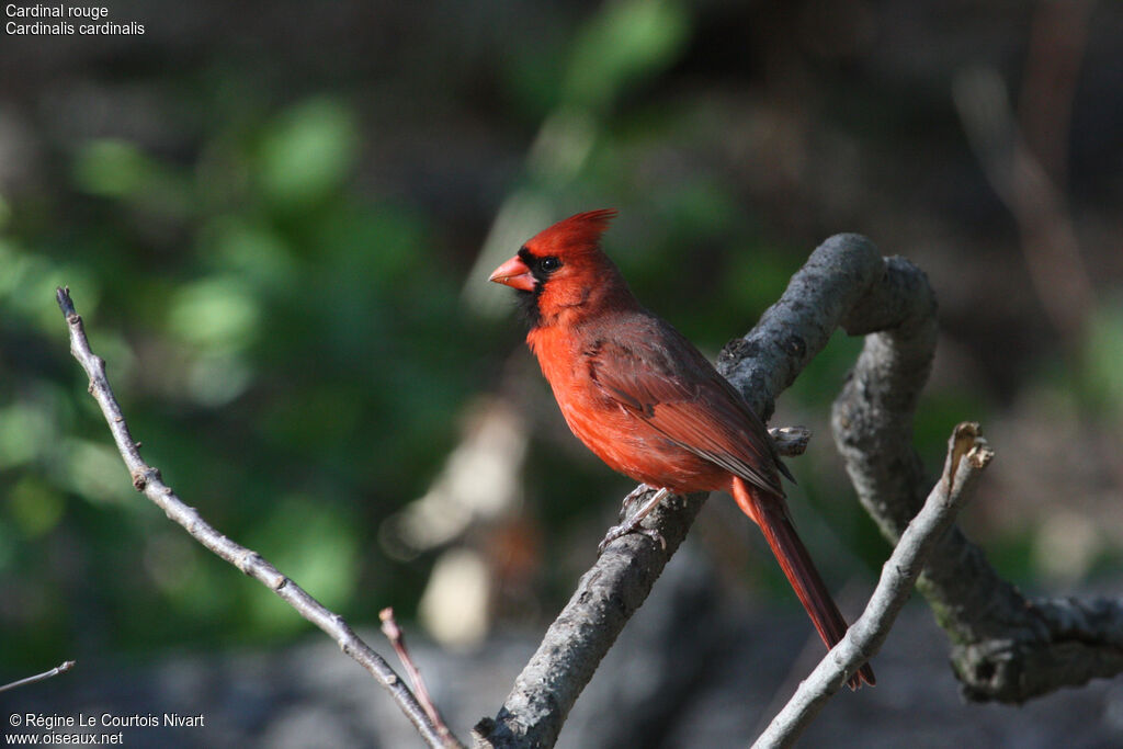 Cardinal rouge mâle