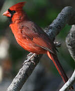 Cardinal rouge