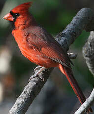 Cardinal rouge