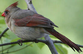 Northern Cardinal