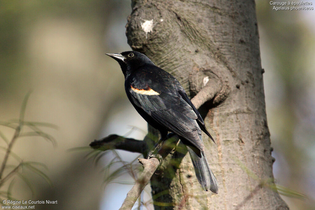 Red-winged Blackbird