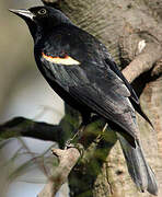 Red-winged Blackbird