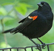 Red-winged Blackbird