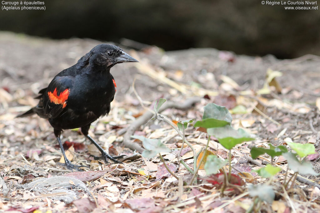 Red-winged Blackbird male adult