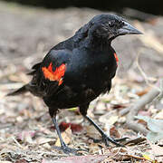 Red-winged Blackbird