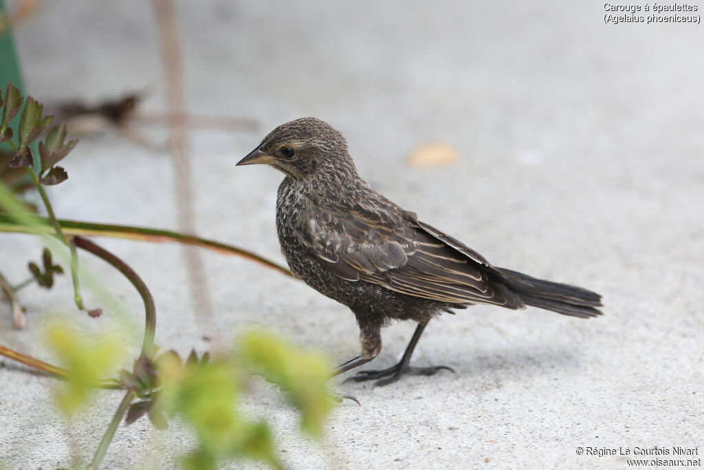 Red-winged Blackbird