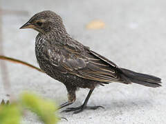 Red-winged Blackbird