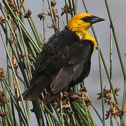 Yellow-headed Blackbird