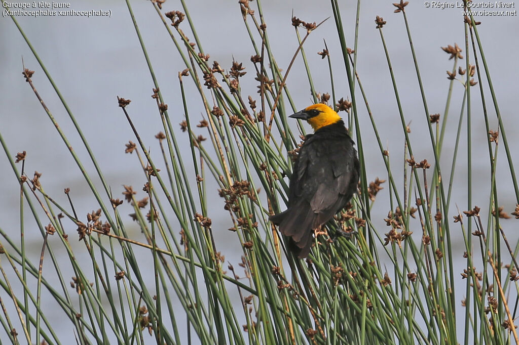 Yellow-headed Blackbird