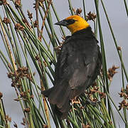 Yellow-headed Blackbird