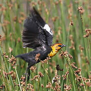 Yellow-headed Blackbird