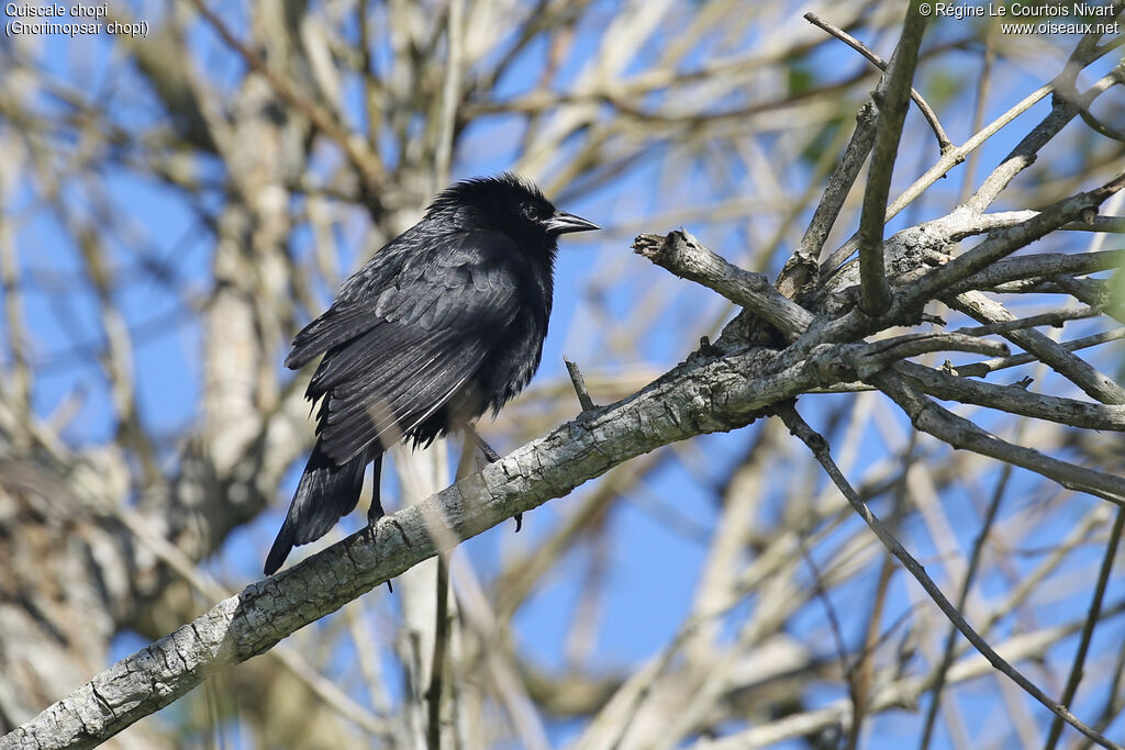 Carouge chopi