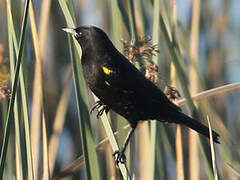 Yellow-winged Blackbird